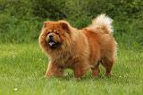 CHOW CHOW 540